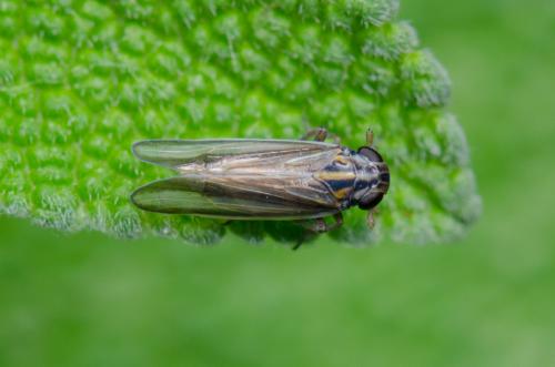 Eurybregma sp.